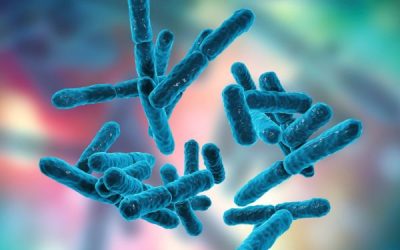 The Gut Healing Power of Probiotics